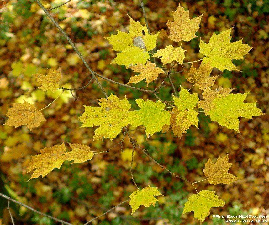 44247CrLe - Glorious day tree-top-trekking, caving and zip-lining at Collingwood Eco-Adventure Tours